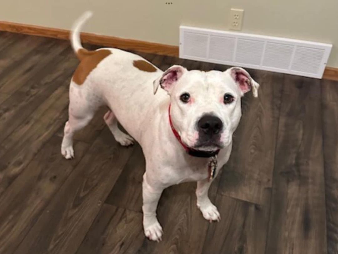 Daisy, a Adoptable mixed breed in Sioux City, IA image 4/4