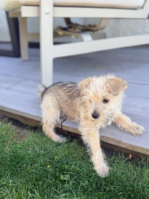 Winston, a ADOPTABLE mixed breed in Kirkland , WA image 3/5