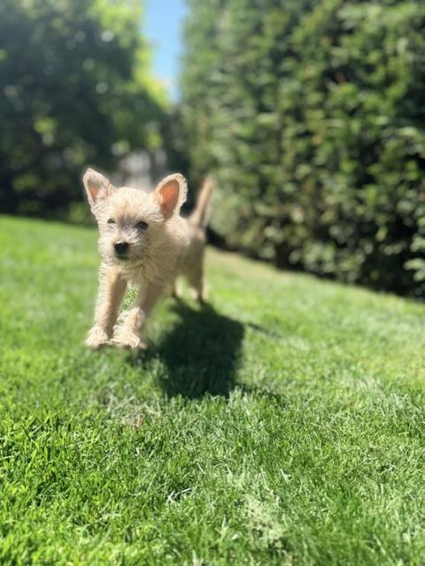 Winston, a ADOPTABLE mixed breed in Kirkland , WA image 4/5