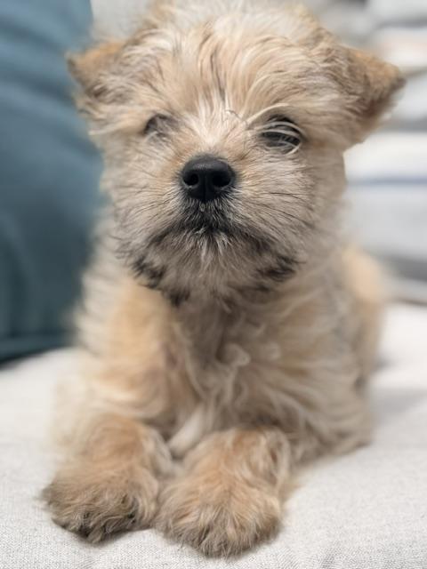 Winston, a ADOPTABLE mixed breed in Kirkland , WA image 2/5