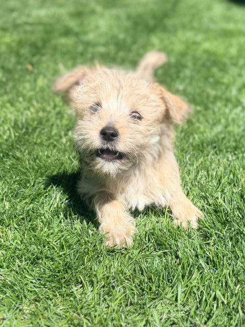 Winston, ADOPTABLE, Puppy Male Terrier & Miniature Poodle.