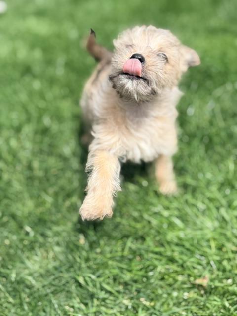 Winston, a ADOPTABLE mixed breed in Kirkland , WA image 5/5