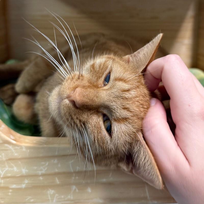 Lemming, Adoptable, Adult Female Domestic Short Hair.