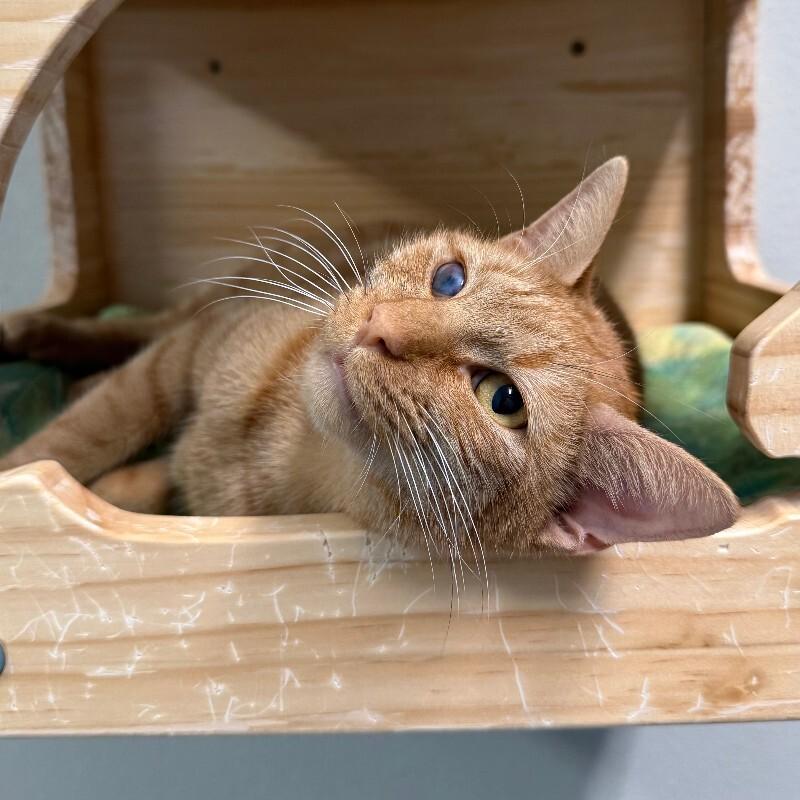 Enlarge Lemming, a Adoptable Domestic Short Hair in Fort Collins, CO image 2/6