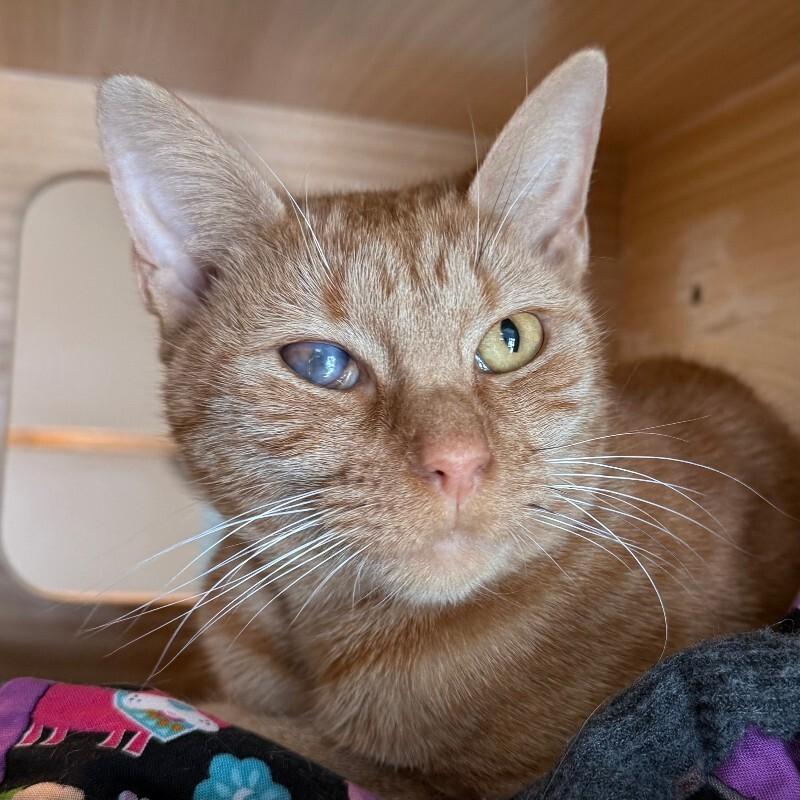 Enlarge Lemming, a Adoptable Domestic Short Hair in Fort Collins, CO image 4/6