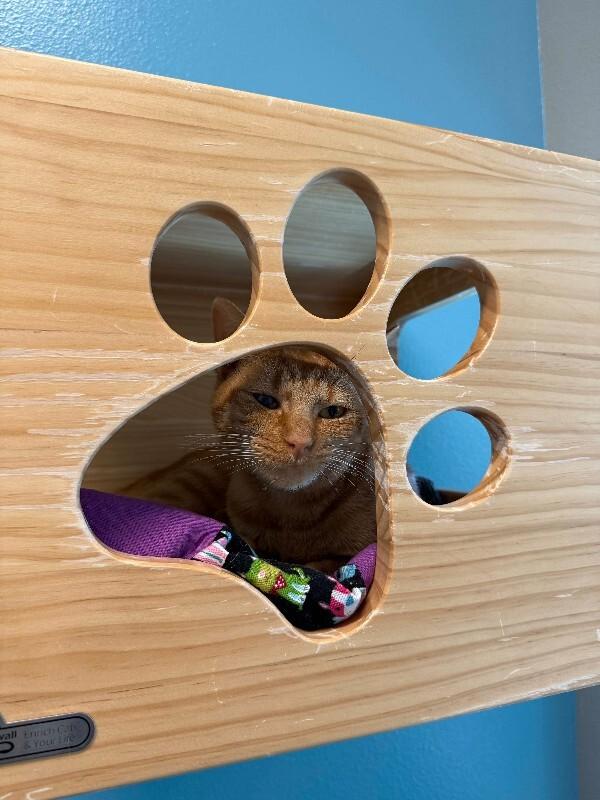 Enlarge Lemming, a Adoptable Domestic Short Hair in Fort Collins, CO image 5/6