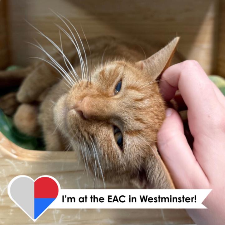 Enlarge Lemming, a Adoptable Domestic Short Hair in Fort Collins, CO image 6/6