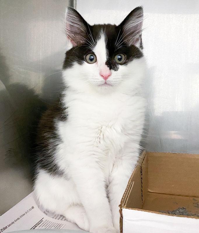Harrison, adopted, Kitten Male Domestic Medium Hair.