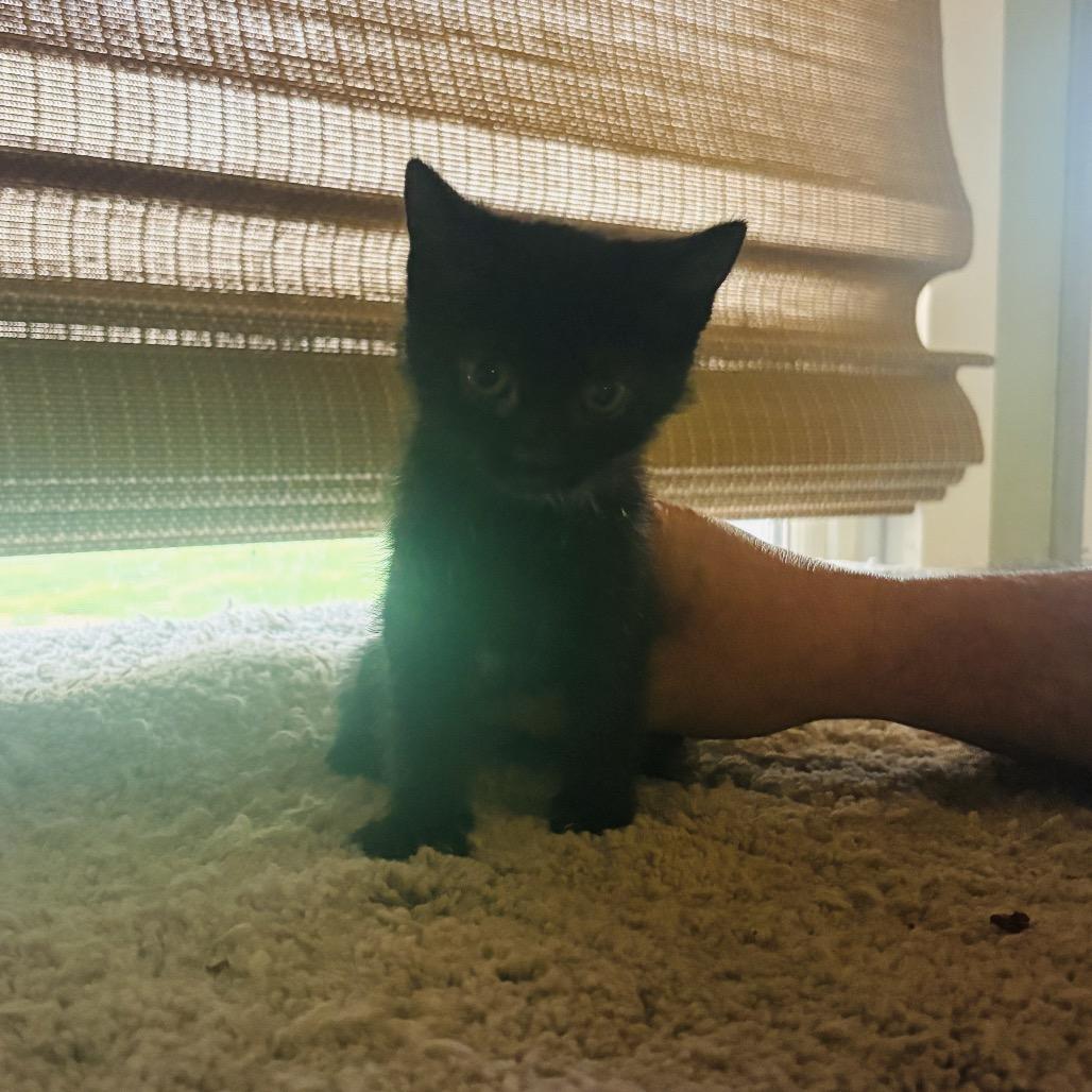 Enlarge Ahsoka, a Adoptable Domestic Short Hair in Muncie, IN image 1/1