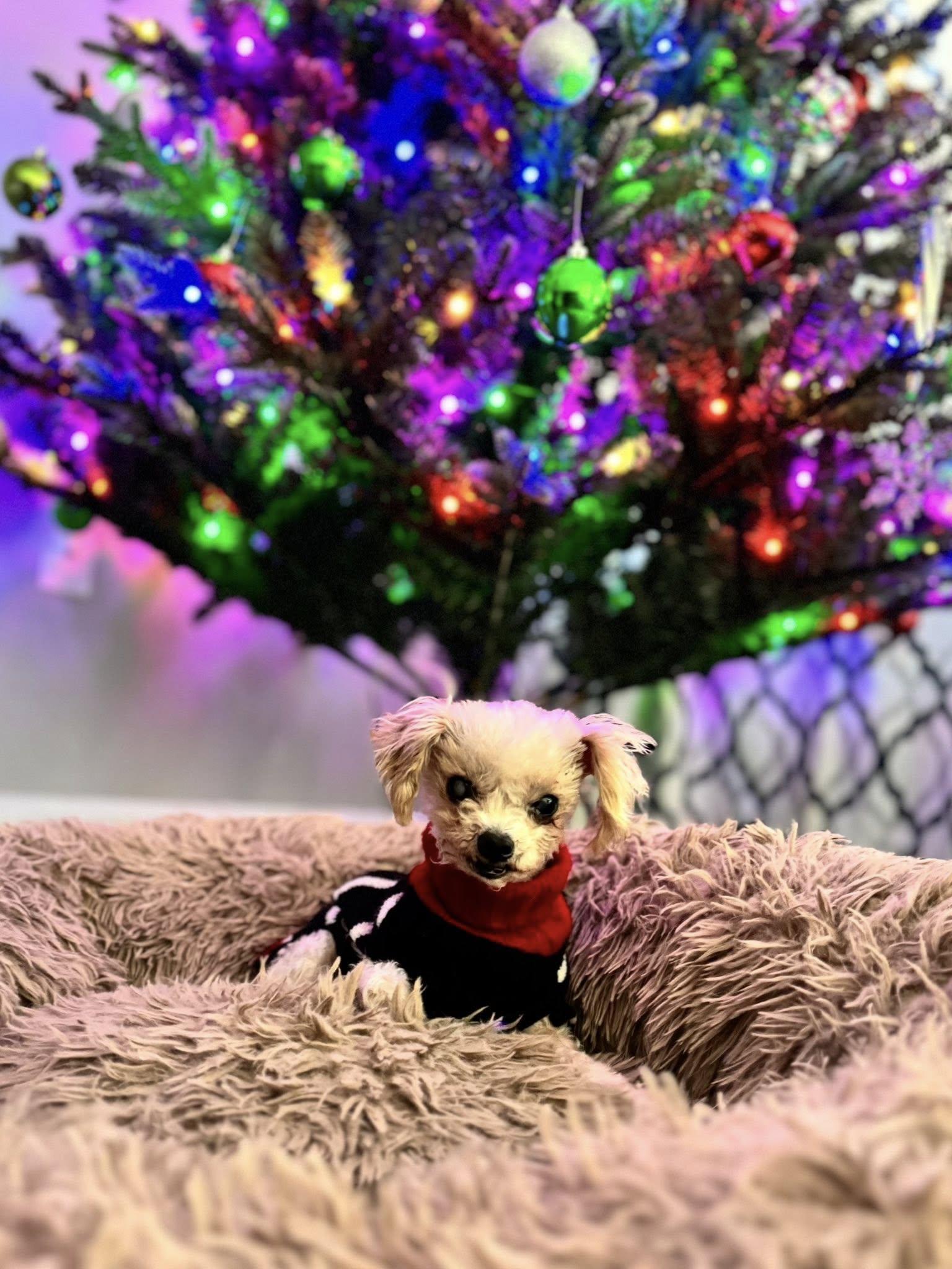 Enlarge Angelica, a ADOPTABLE Poodle (Toy) in Prince Frederick, MD image 2/6