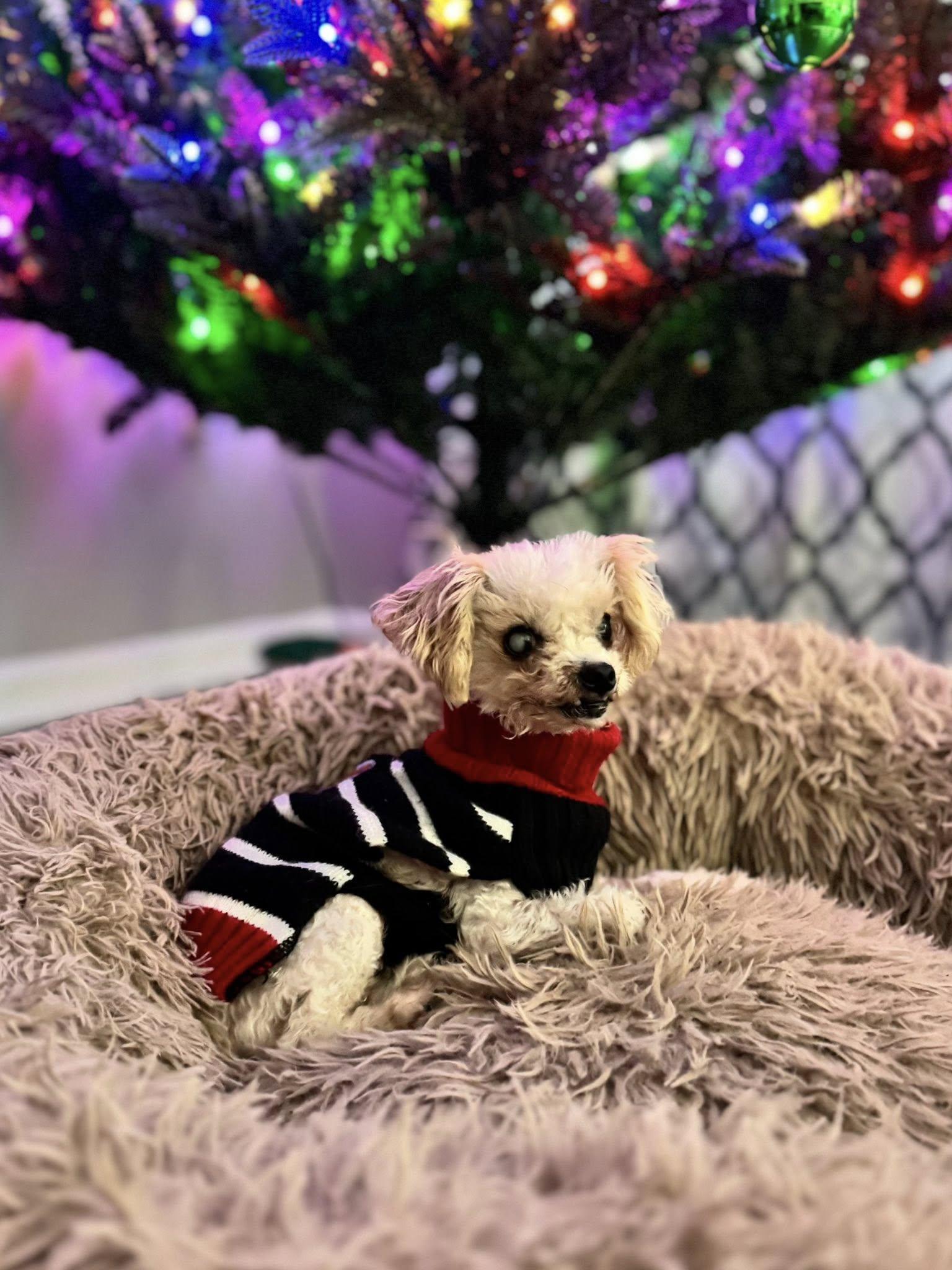 Enlarge Angelica, a ADOPTABLE Poodle (Toy) in Prince Frederick, MD image 5/6