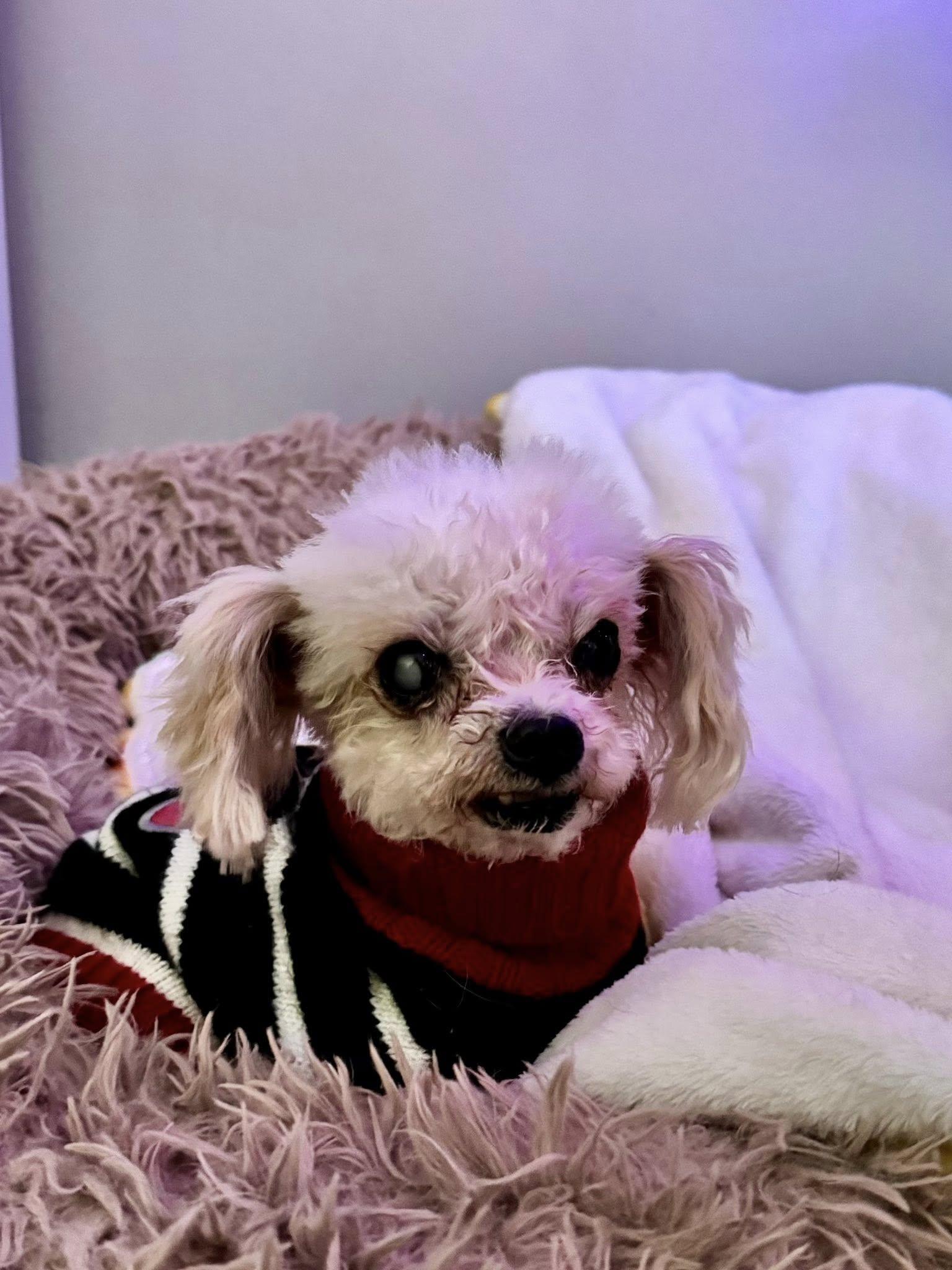 Angelica, ADOPTABLE, Senior Female Poodle (Toy).