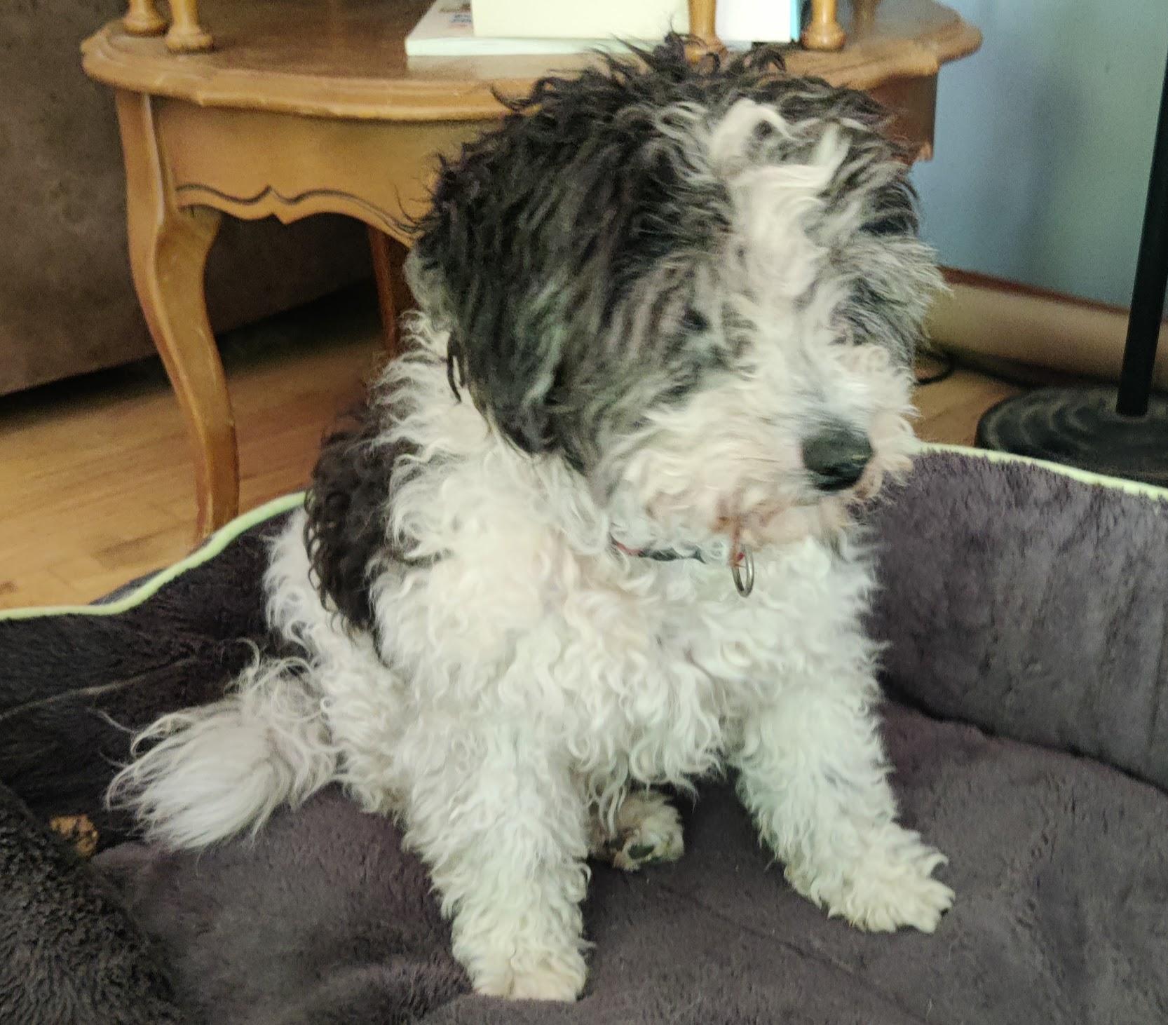 Enlarge Squirt, a Adopted mixed breed in Bloomington, IN image 1/1