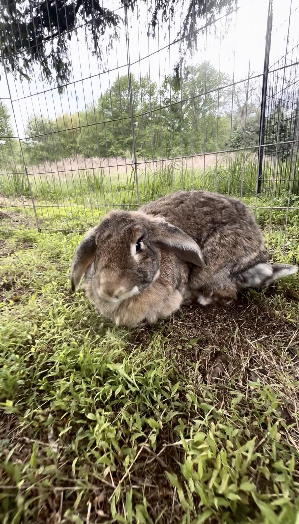 Babette, ADOPTABLE, Adult Female Lop Eared.