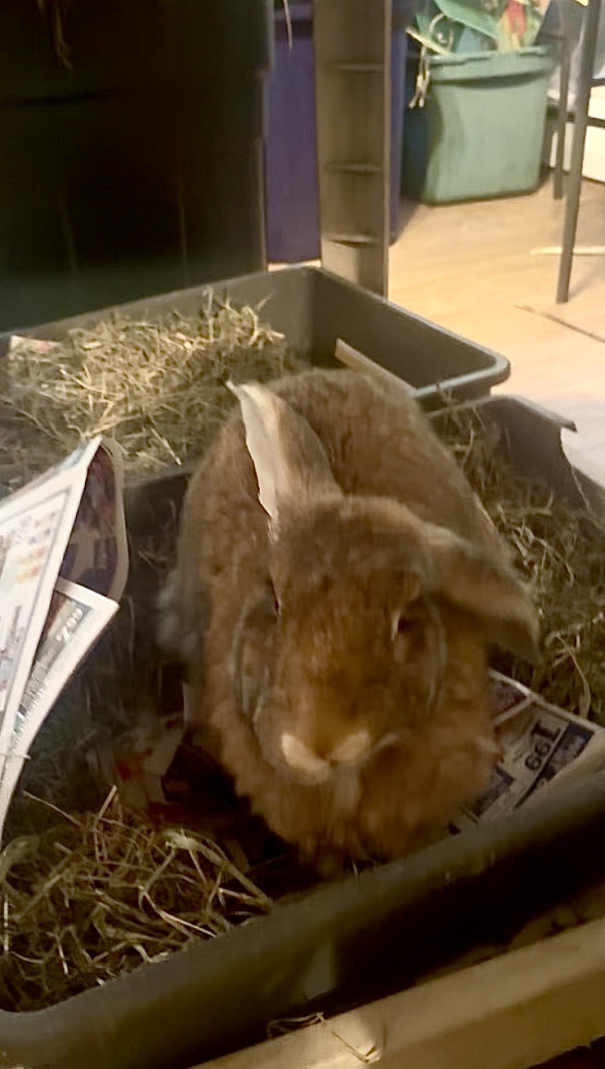 Babette, a ADOPTABLE Lop Eared in Salisbury Mills, NY image 2/2