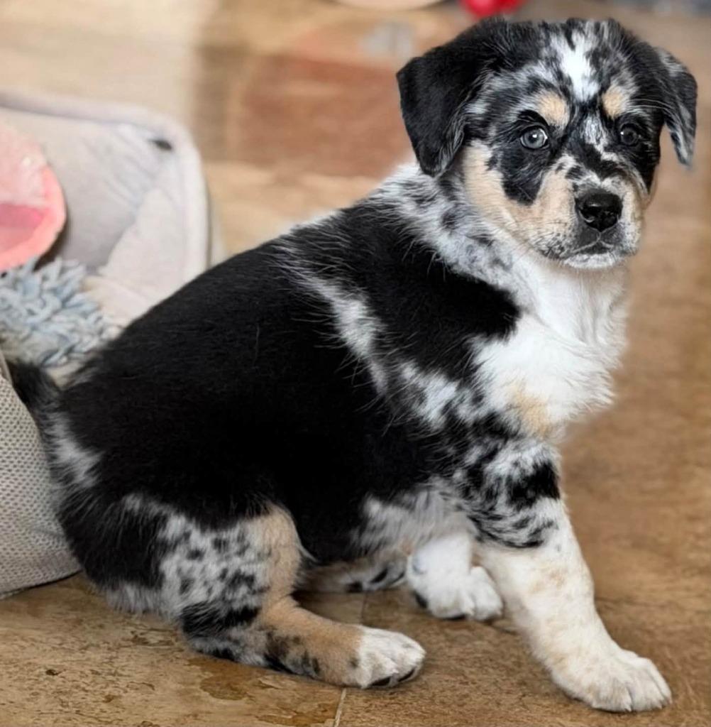Enlarge Annie, a Adoptable mixed breed in Mesa, AZ image 1/3