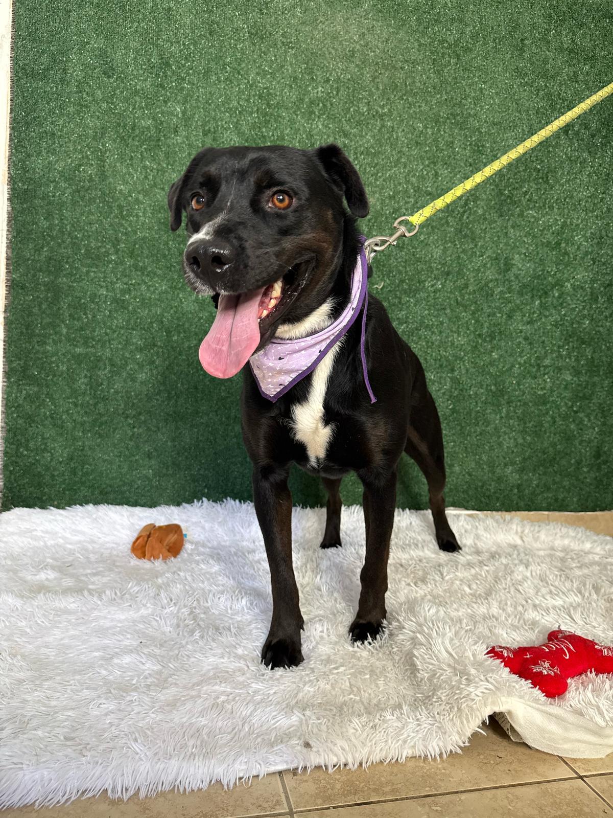 Enlarge Cute Canela, a Adoptable mixed breed in Atlantic City, NJ image 1/3