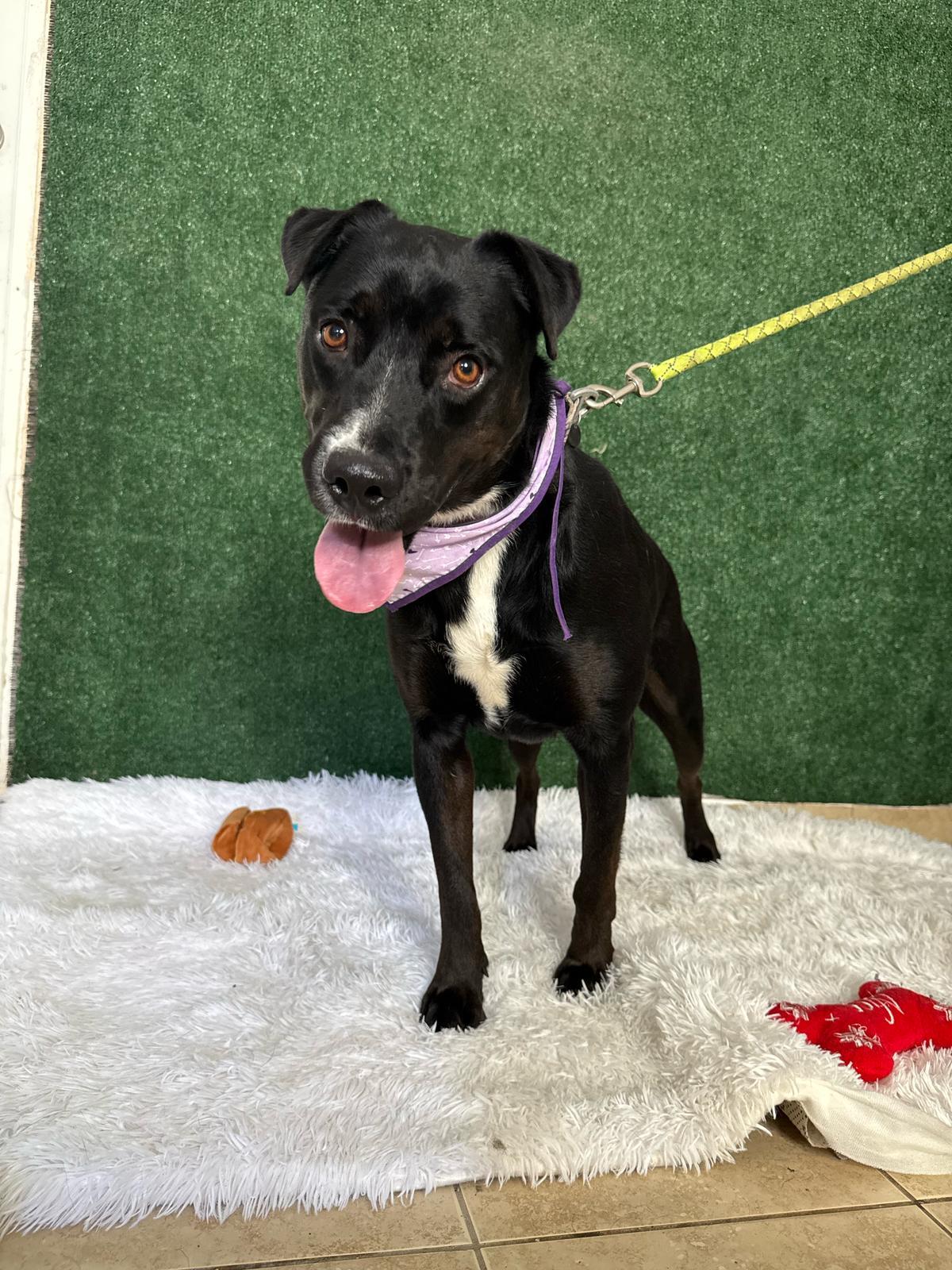 Enlarge Cute Canela, a Adoptable mixed breed in Atlantic City, NJ image 3/3