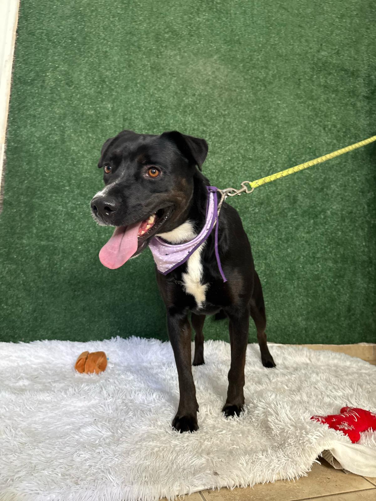 Enlarge Cute Canela, a Adoptable mixed breed in Atlantic City, NJ image 2/3