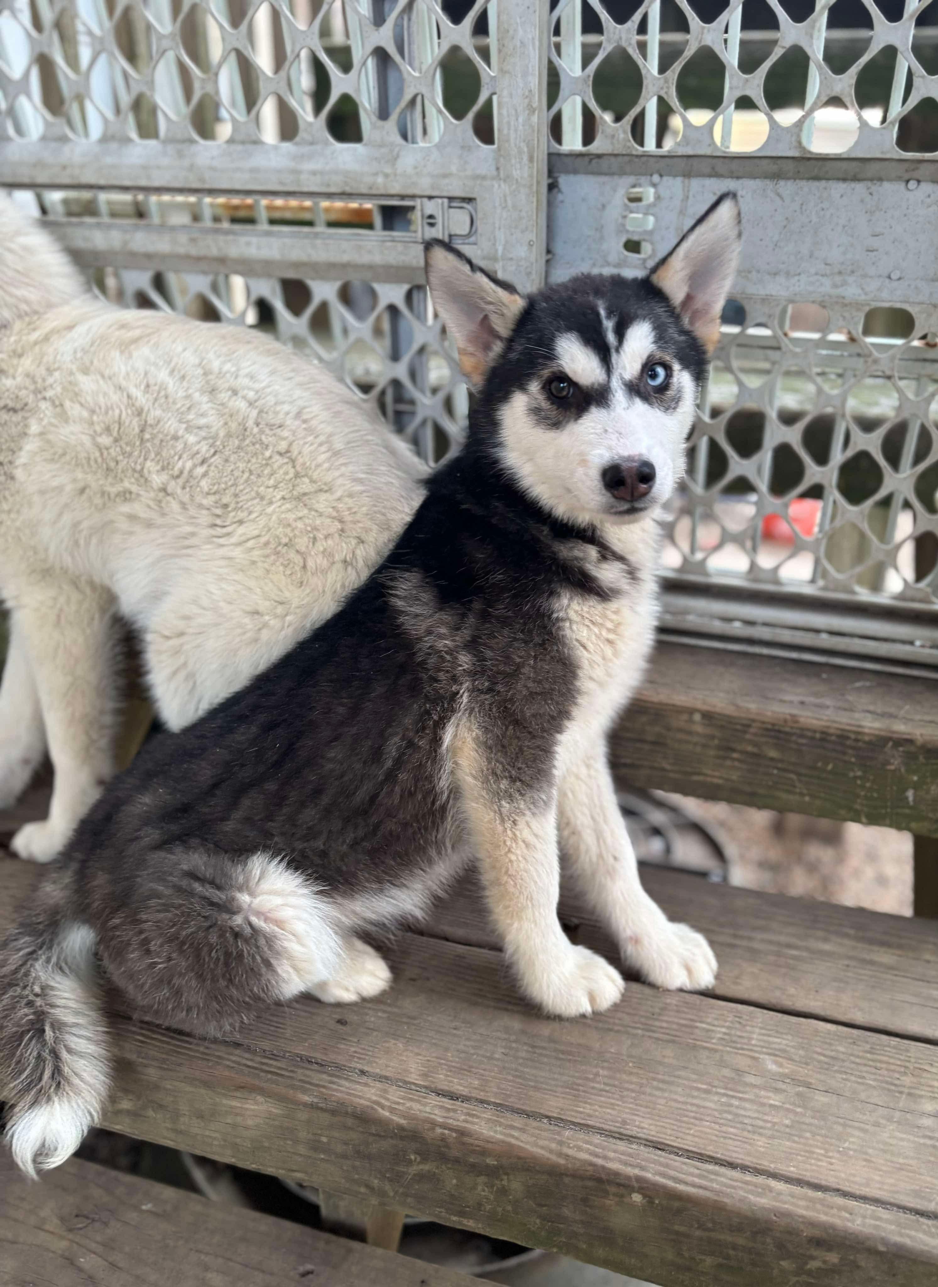 Enlarge Mateo, a Adopted mixed breed in Boyertown, PA image 1/2