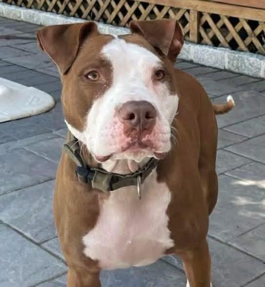 Enlarge Ranger, a ADOPTABLE mixed breed in Fairfield , CT image 6/6