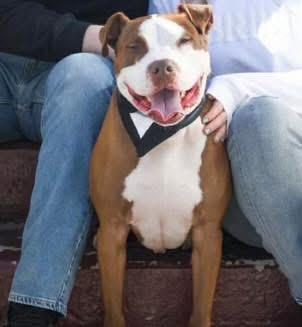 Enlarge Ranger, a ADOPTABLE mixed breed in Fairfield , CT image 4/6