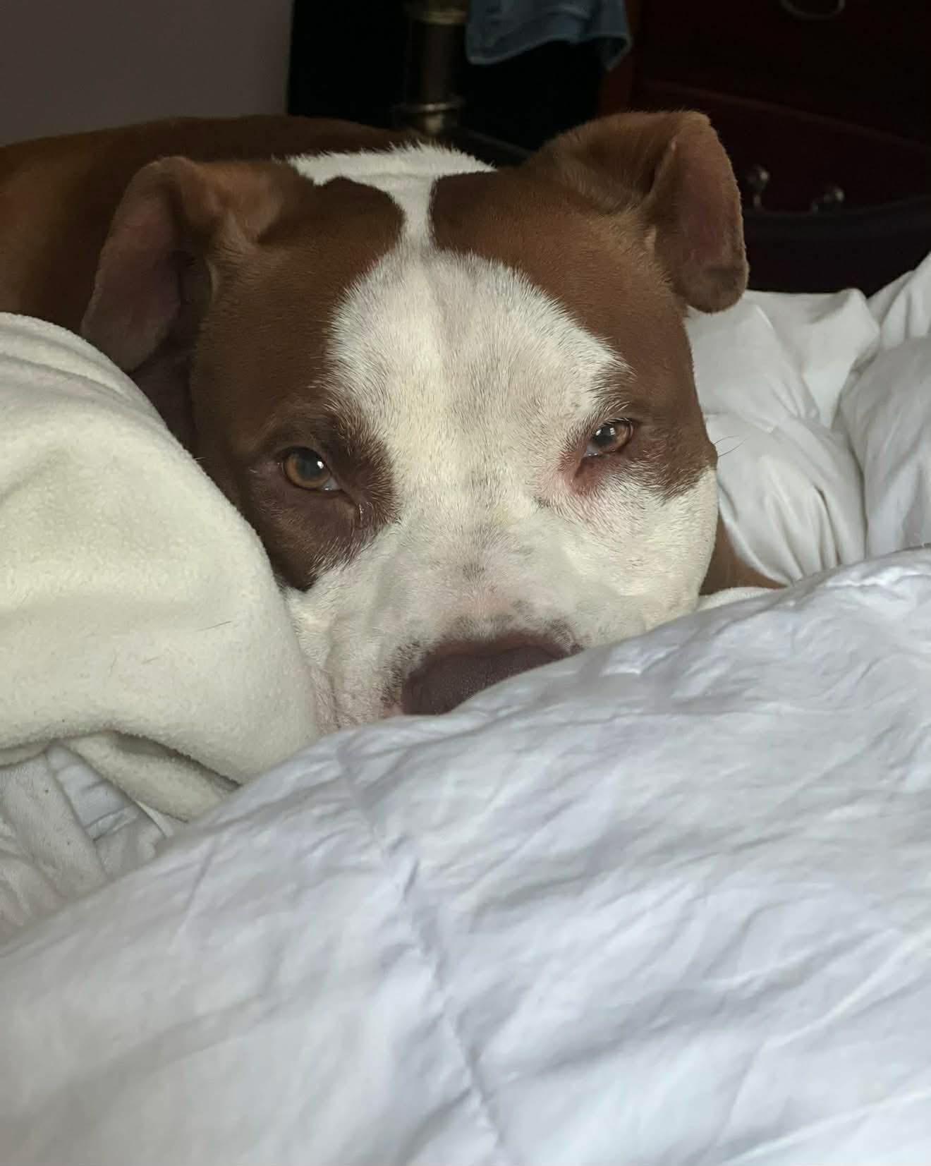 Enlarge Ranger, a ADOPTABLE mixed breed in Fairfield , CT image 3/6