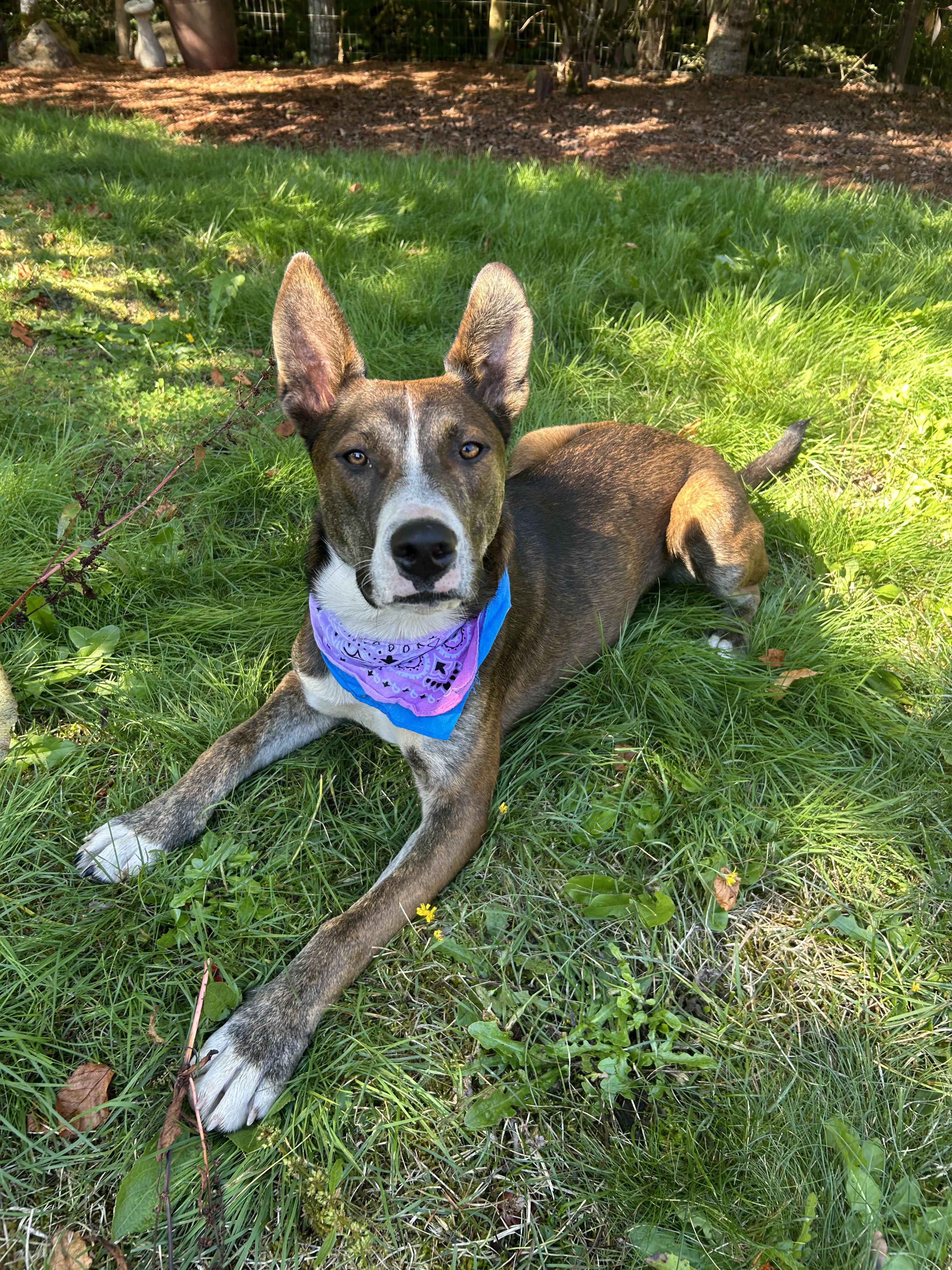 Enlarge Jazzy, a Adoptable mixed breed in AUBURN, WA image 5/5