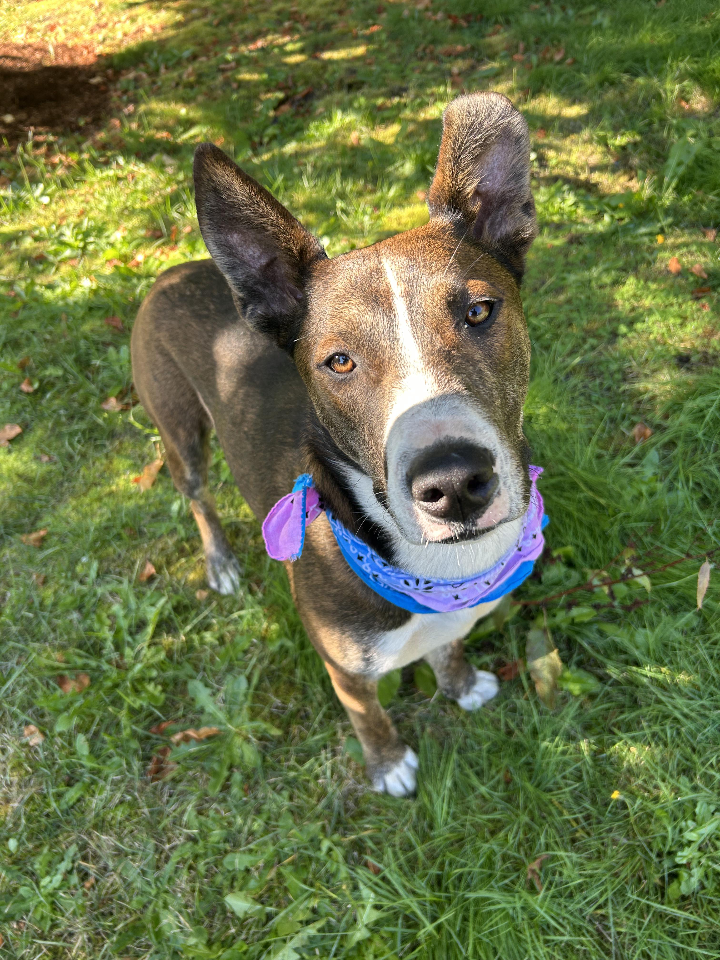 Jazzy, Adoptable, Young Female American Staffordshire Terrier.