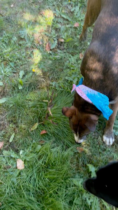 Enlarge Jazzy, a Adoptable mixed breed in AUBURN, WA video 2/5