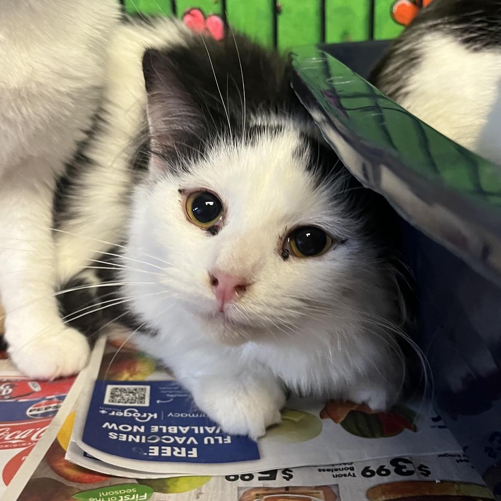 Enlarge Cola, a Adoptable Domestic Long Hair in Corbin, KY image 1/1