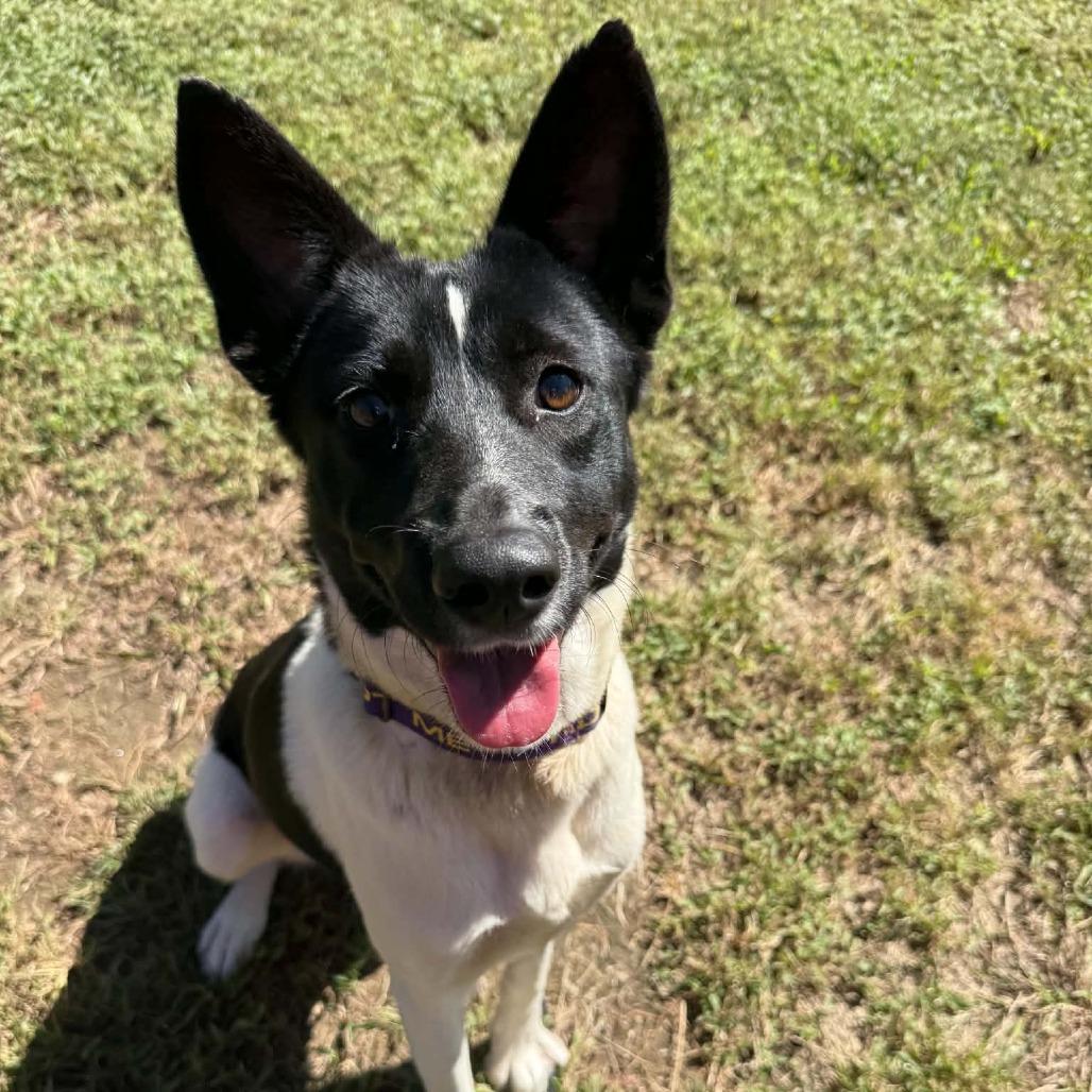 Peggy, Adoptable, Young Female Cattle Dog & Mixed Breed.