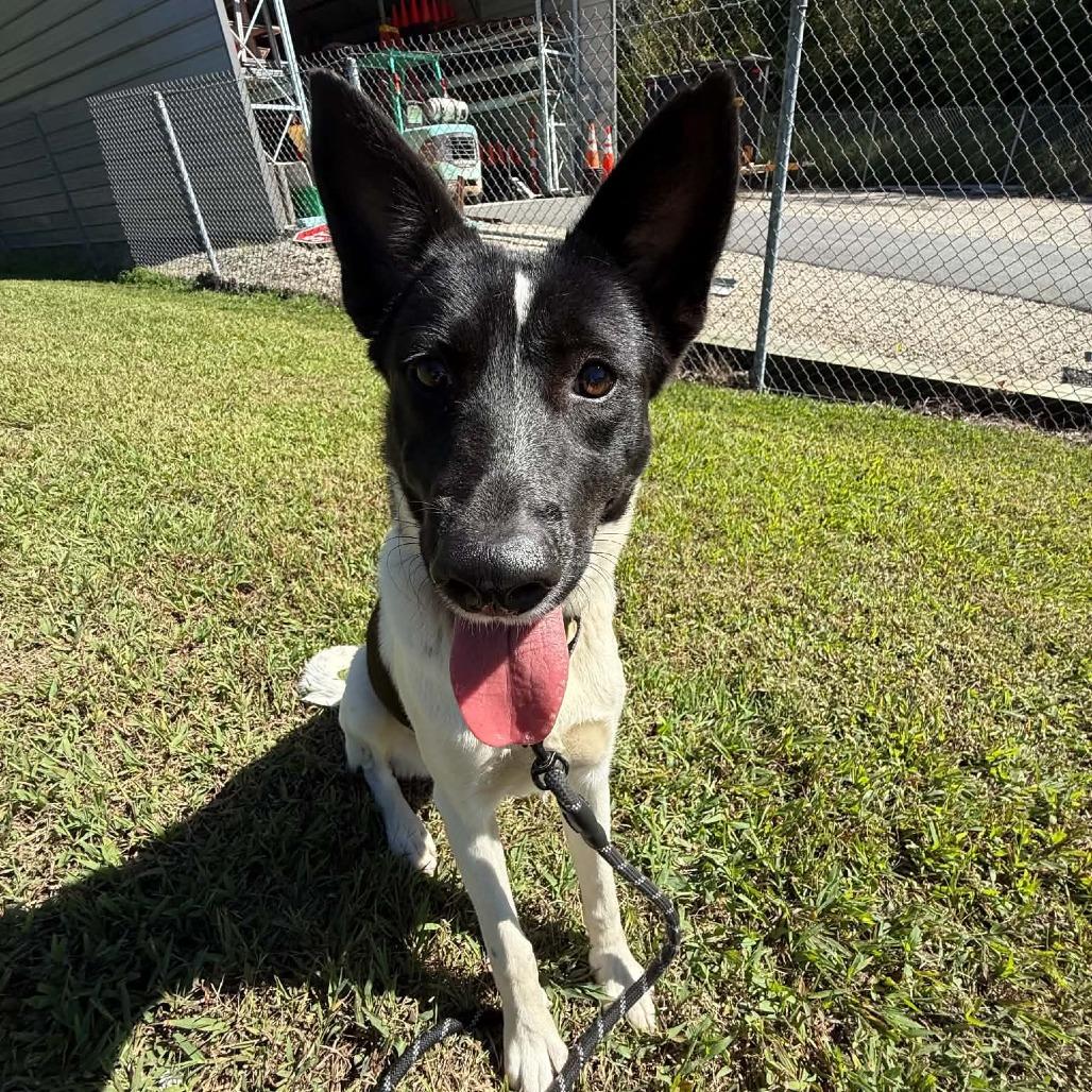 Enlarge Peggy, a Adoptable mixed breed in Concord, NC image 2/5