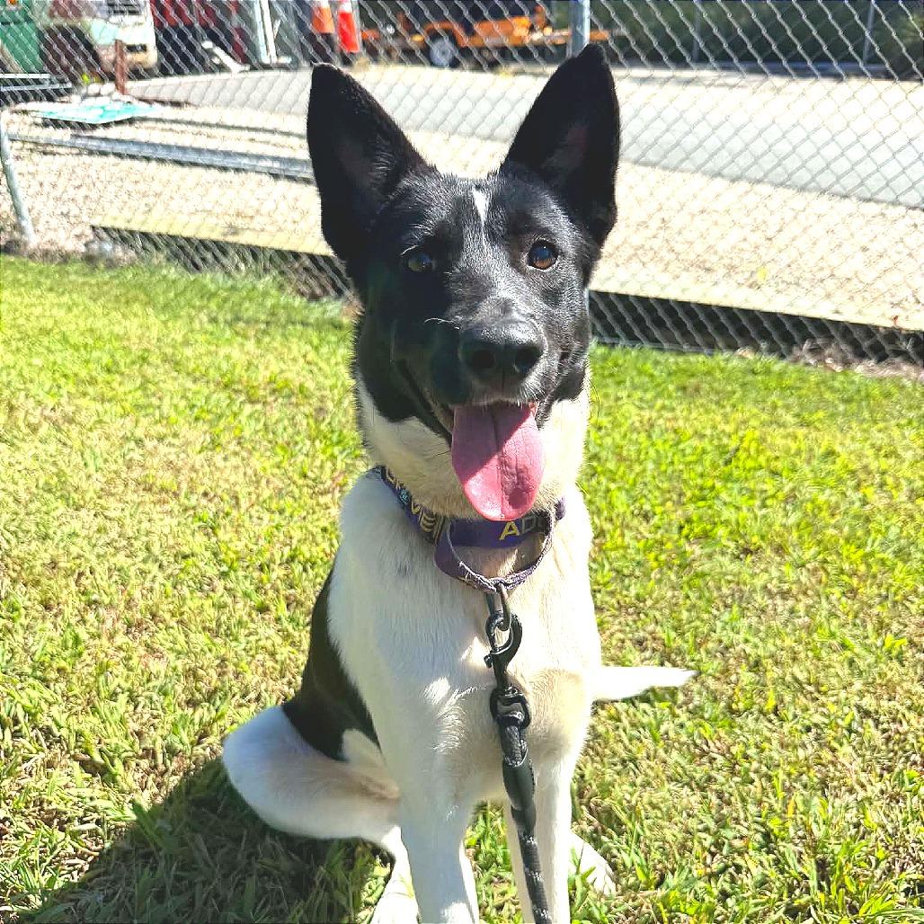 Enlarge Peggy, a Adoptable mixed breed in Concord, NC image 3/5