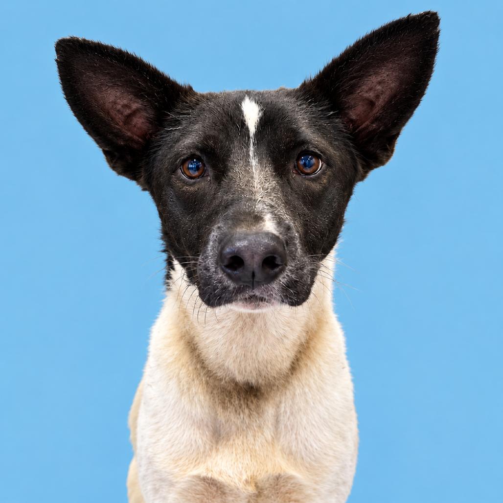 Enlarge Peggy, a Adoptable mixed breed in Concord, NC image 4/5
