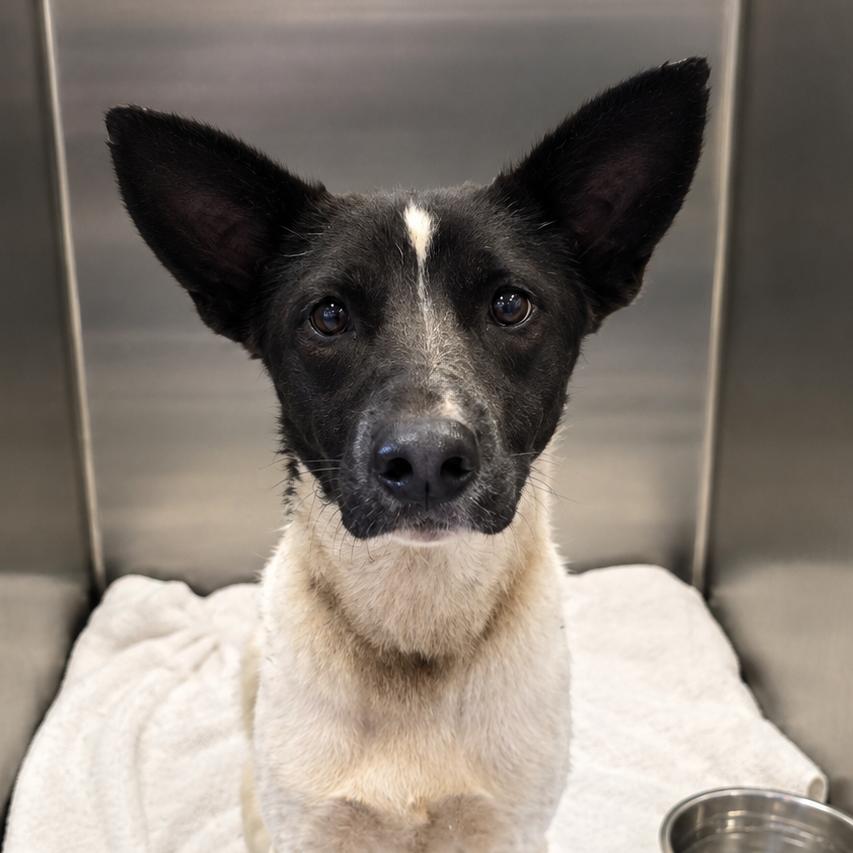 Enlarge Peggy, a Adoptable mixed breed in Concord, NC image 5/5