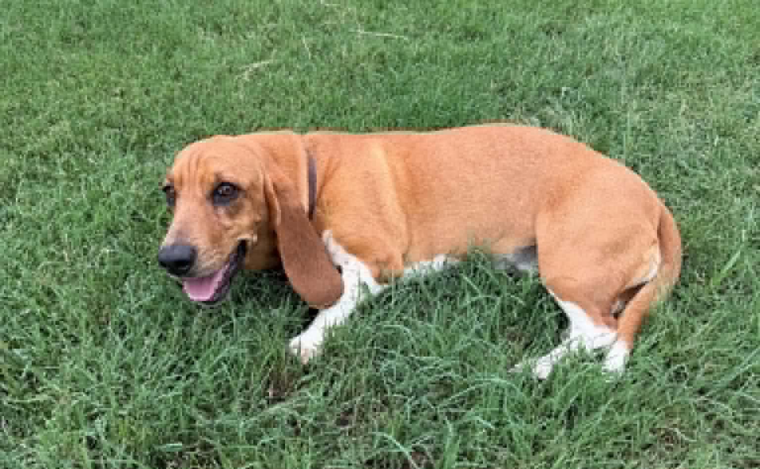 Enlarge Lady, a Adoptable Basset Hound in Grapevine, TX image 1/3