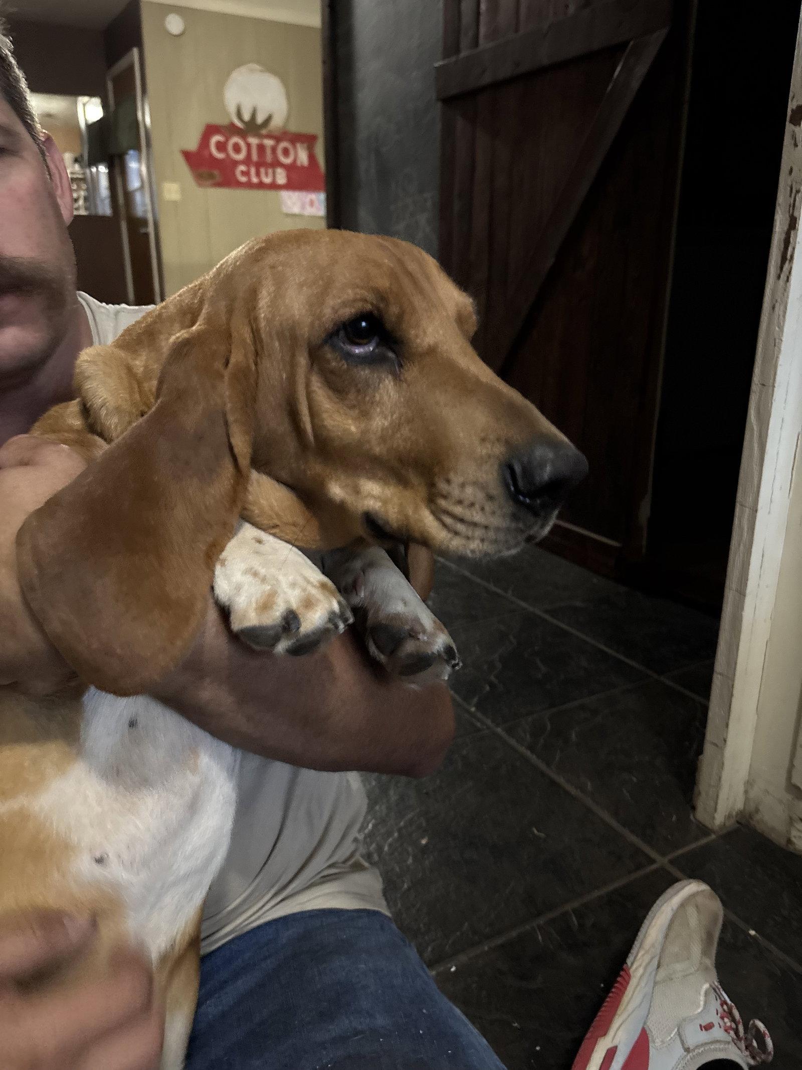 Enlarge Lady, a Adoptable Basset Hound in Grapevine, TX image 2/3