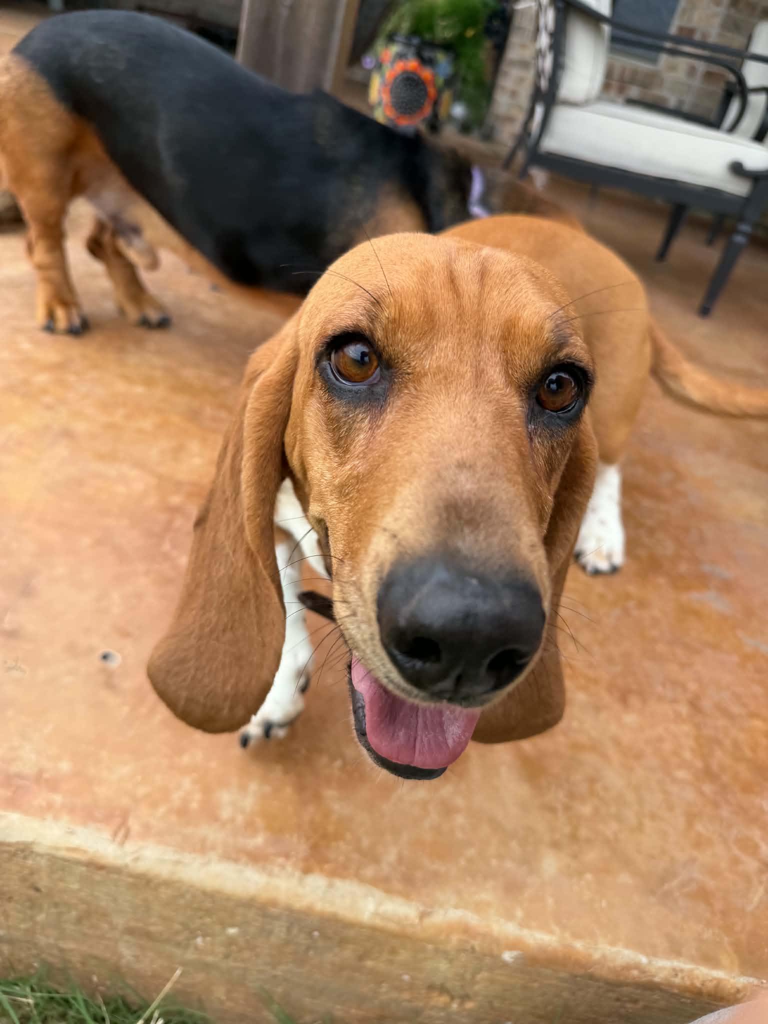 Enlarge Lady, a Adoptable Basset Hound in Grapevine, TX image 3/3