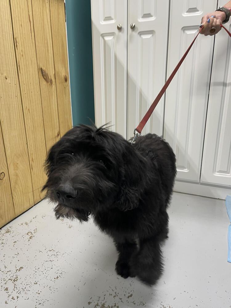 Cash, Adopted, Puppy Male Goldendoodle & Border Collie.