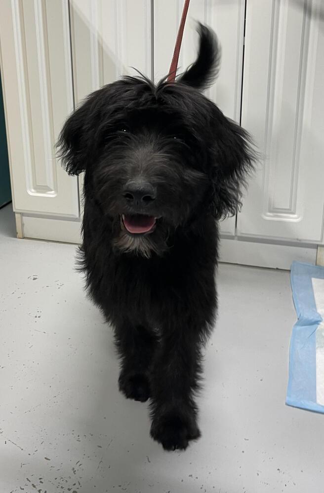 Enlarge Cash, a Adopted mixed breed in Chattanooga, TN image 2/3