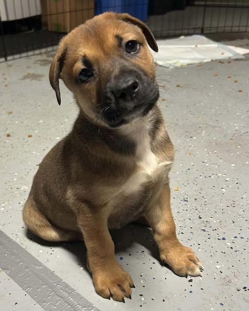 Enlarge Lisa, a ADOPTABLE mixed breed in Saint Petersburg, FL image 1/1