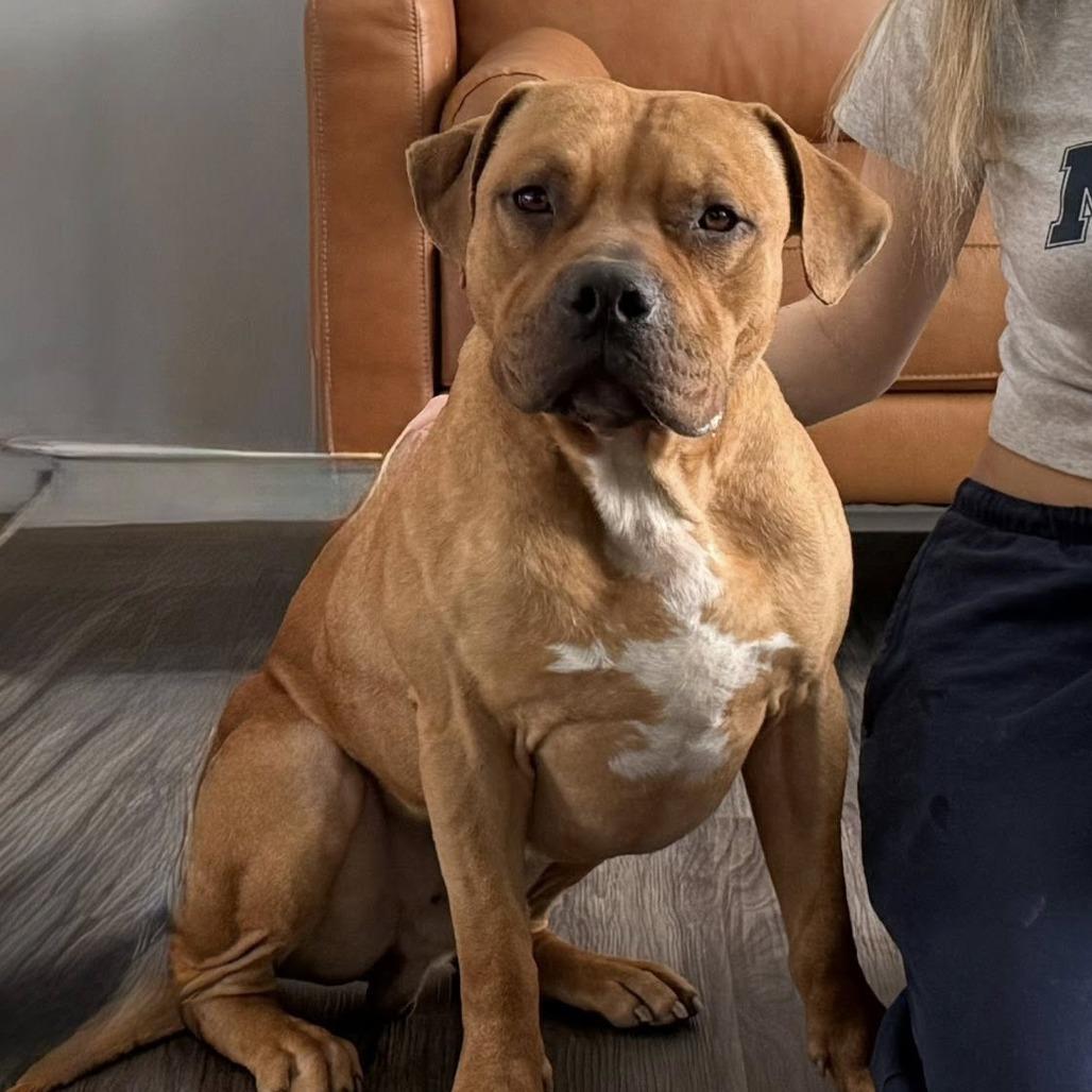 Henry, Adoptable, Adult Male Mixed Breed & Pit Bull Terrier.