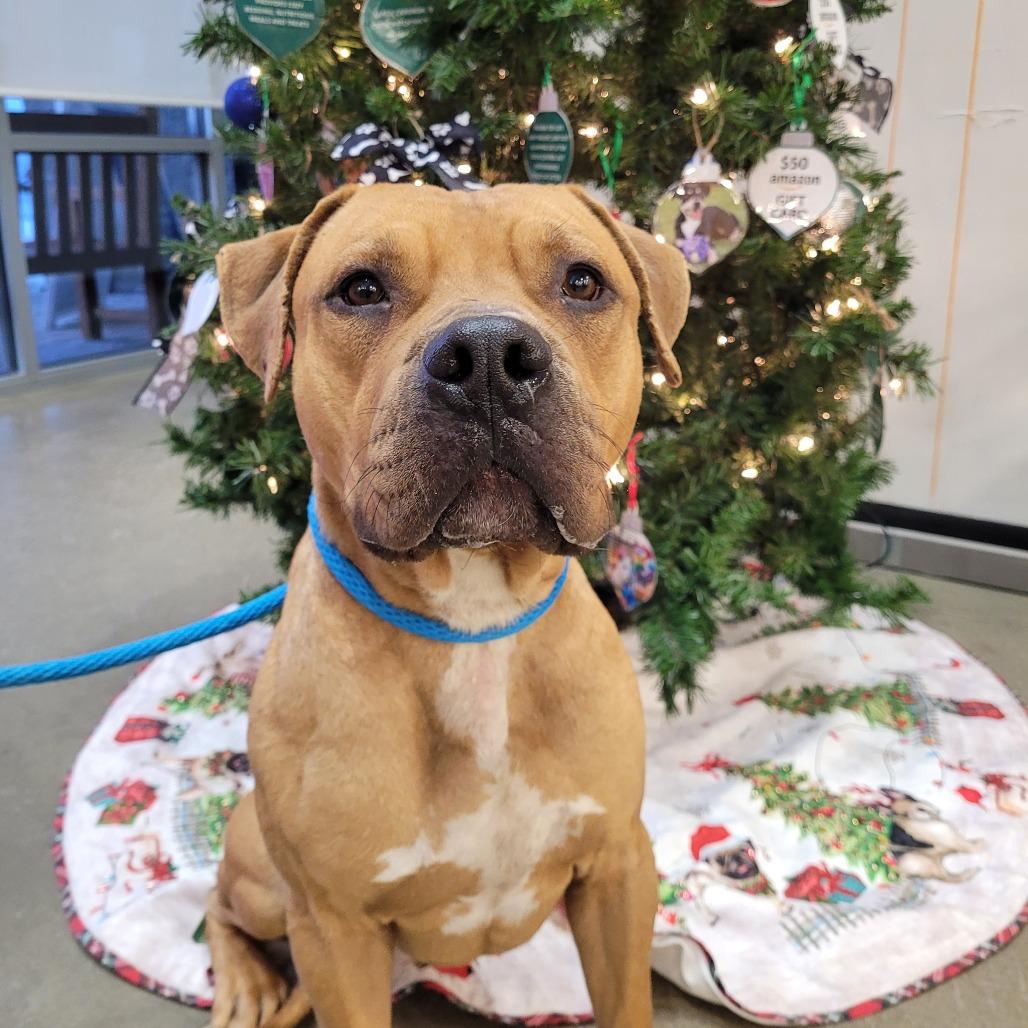 Henry, a Adoptable mixed breed in York, PA image 3/6