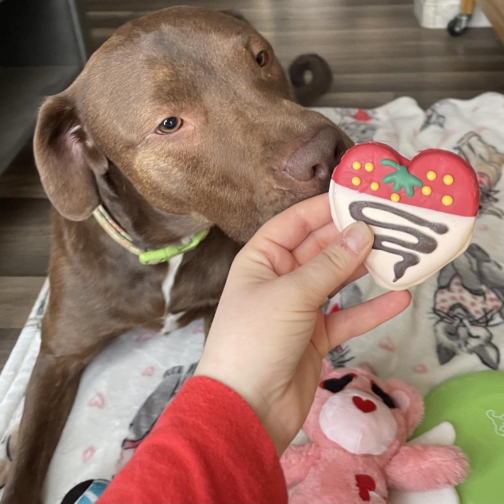 Enlarge Bandit, a Adoptable mixed breed in Tulsa, OK image 2/4