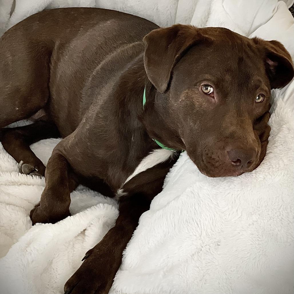 Enlarge Bandit, a Adoptable mixed breed in Tulsa, OK image 3/4