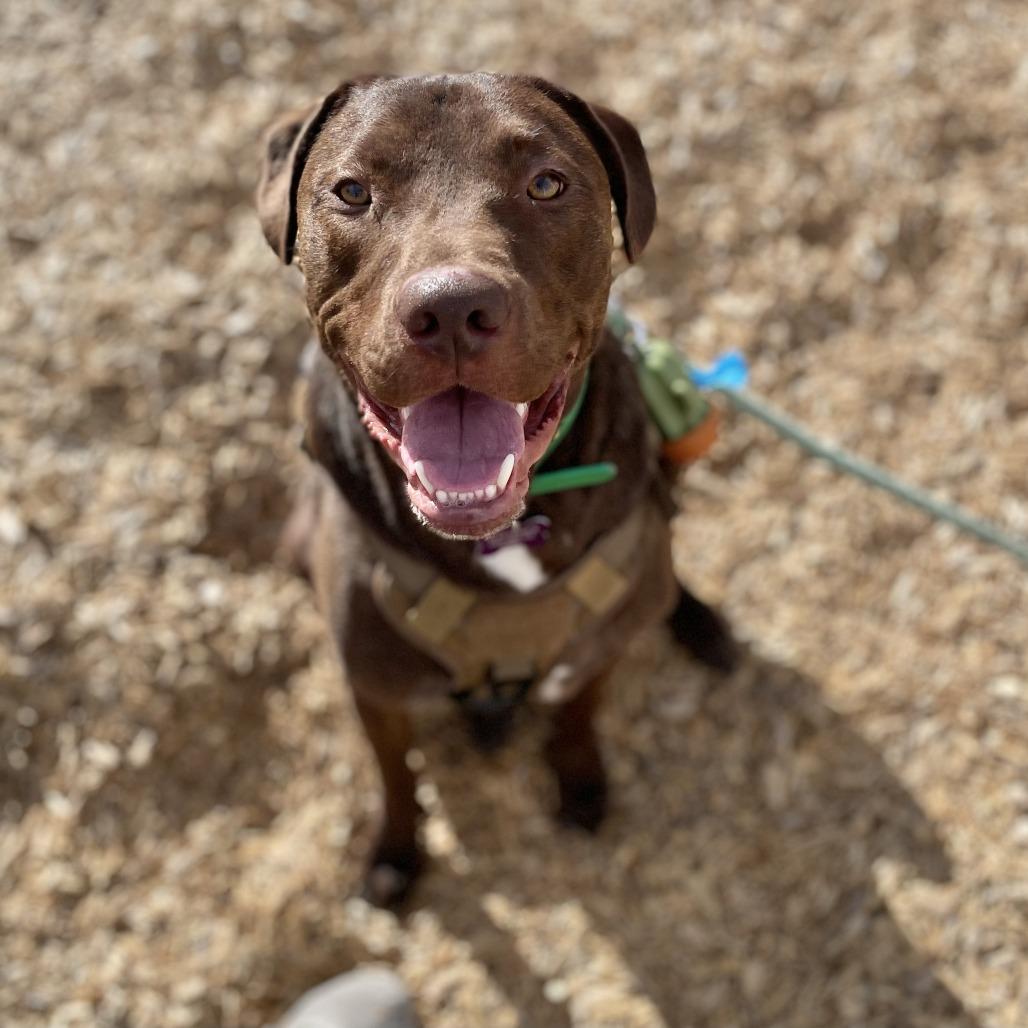 Enlarge Bandit, a Adoptable mixed breed in Tulsa, OK image 4/4