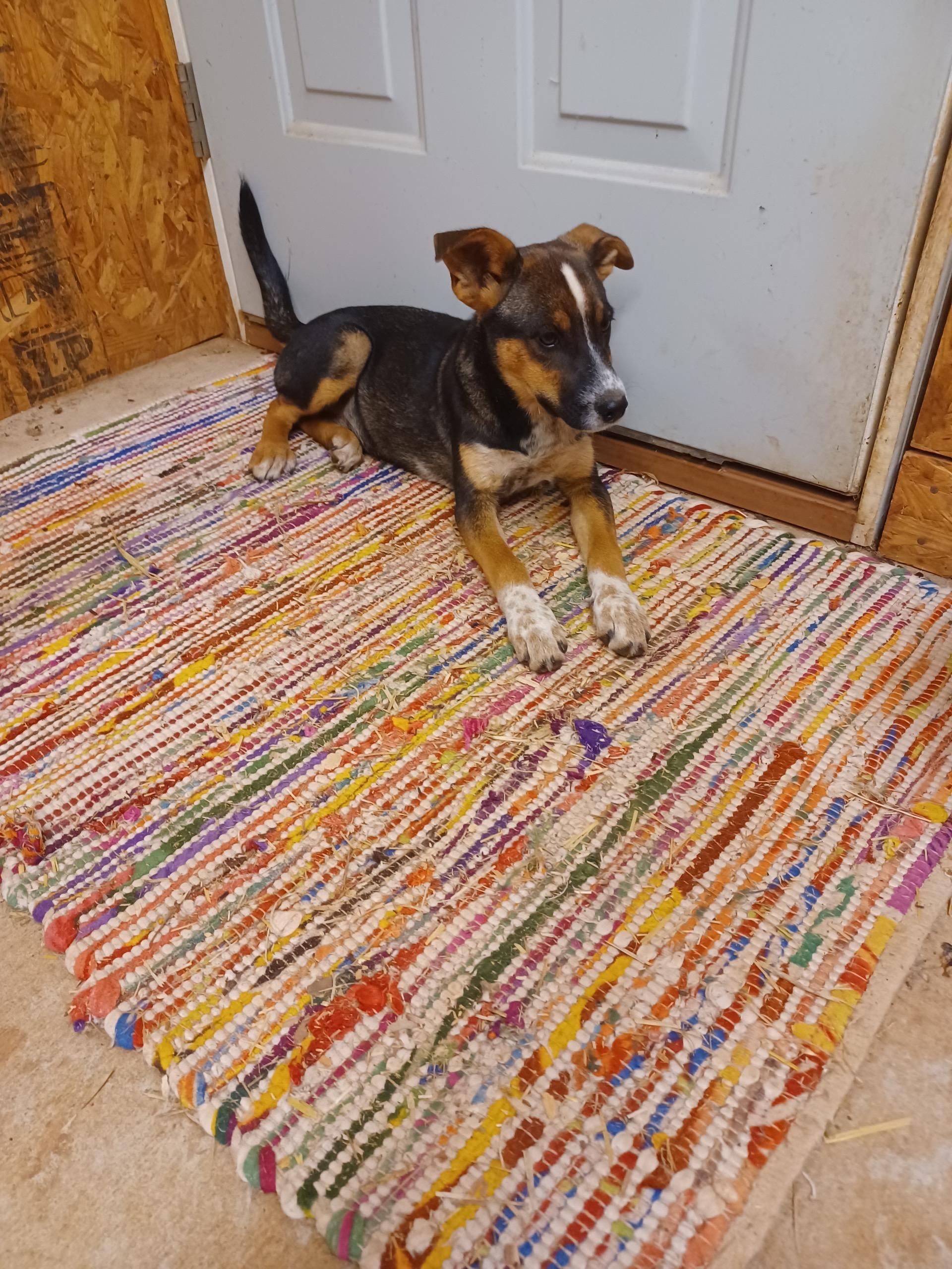 Morticia, Adoptable, Puppy Female Hound.