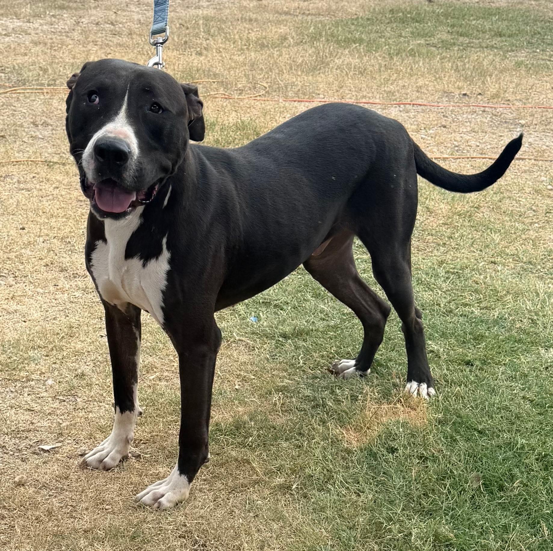 Enlarge Denver, a Adoptable mixed breed in Mount Arlington, NJ image 1/6