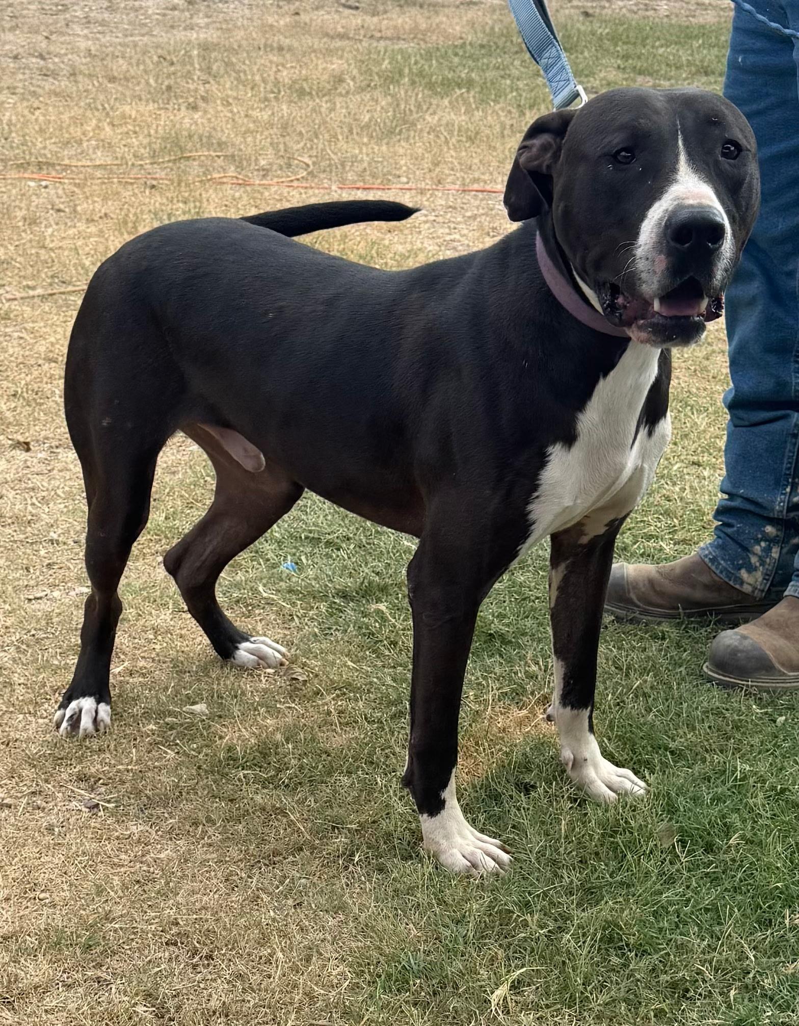 Enlarge Denver, a Adoptable mixed breed in Mount Arlington, NJ image 5/6
